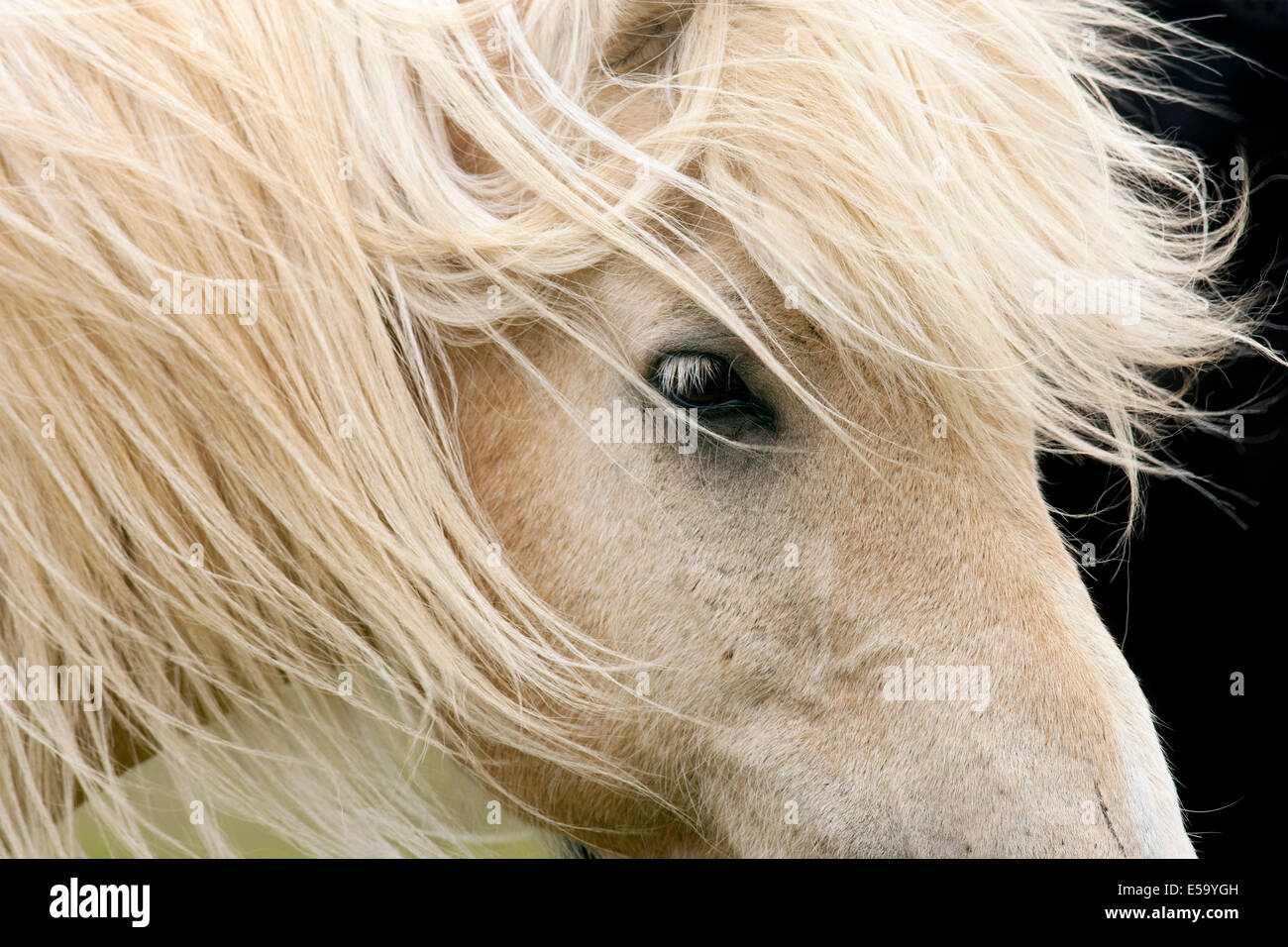 Close-up del cavallo islandese - Islanda Foto Stock