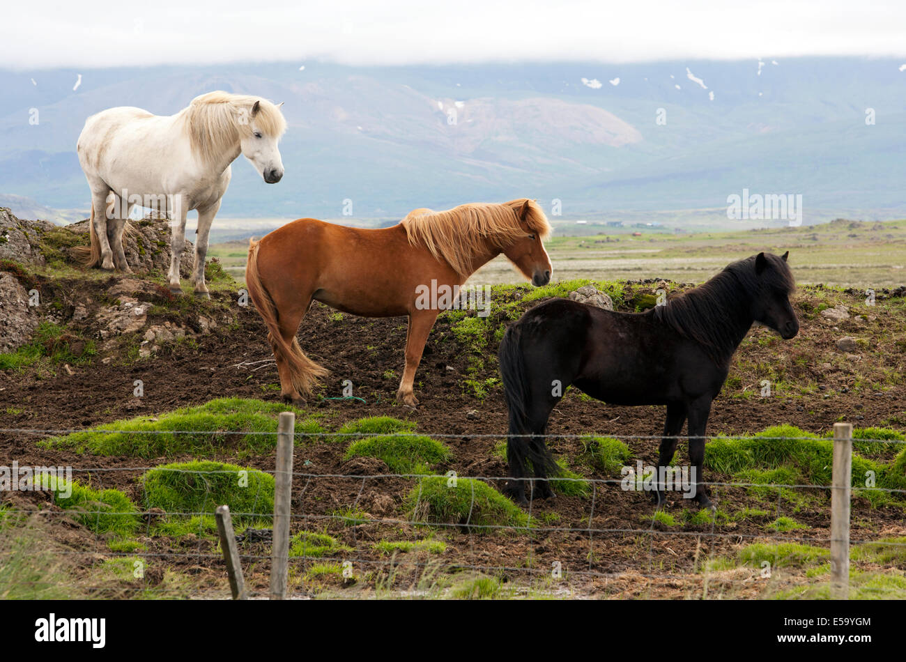 Cavalli islandesi - Islanda Foto Stock
