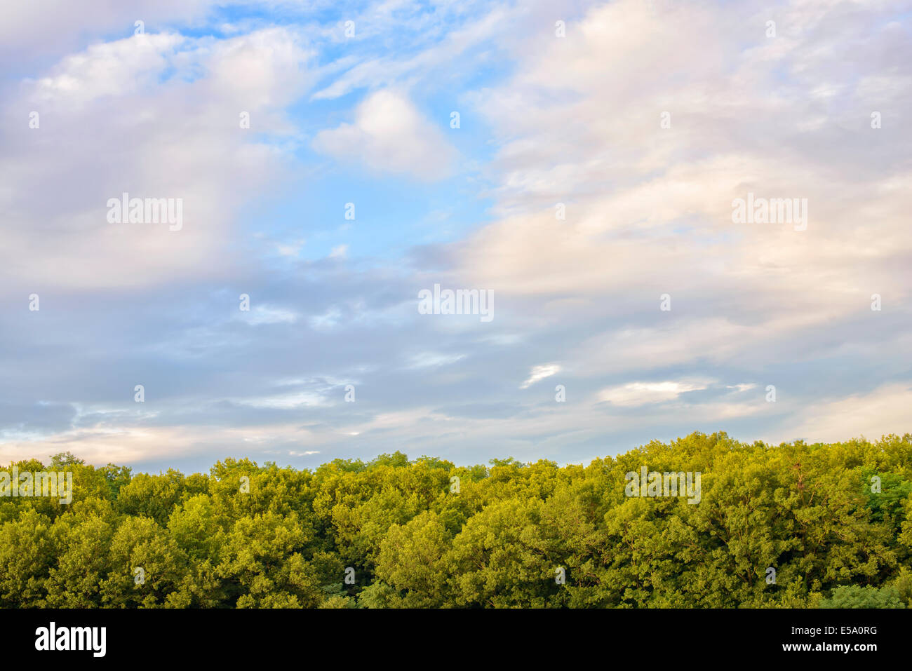 Colorato cielo nuvoloso con verdi alberi di sera Foto Stock