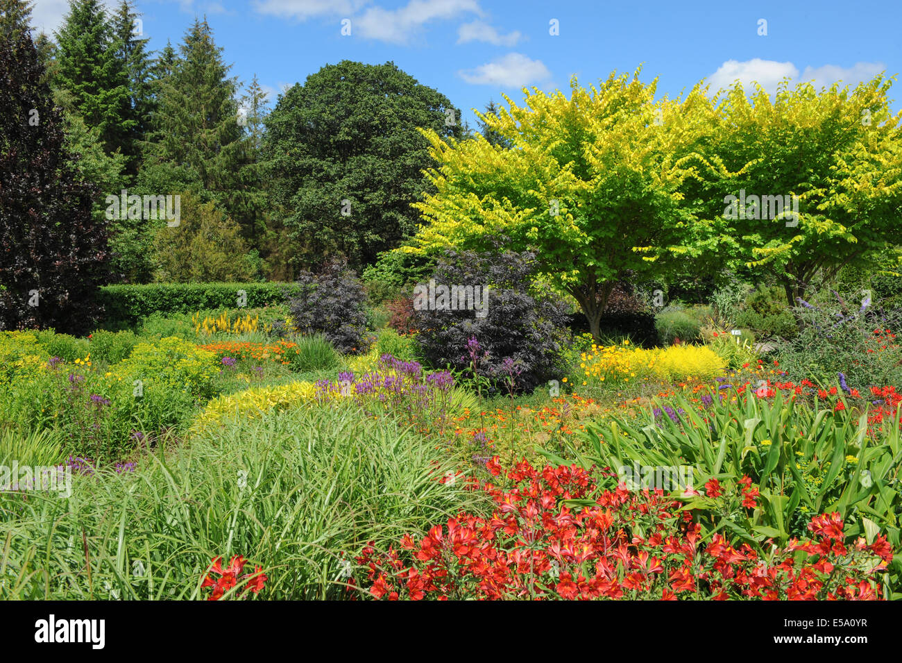 Vivaci e vibranti fiori piantati tradizionale Giardino Inglese a Rosemoor Garden, Torrington, Devon, South West England, Regno Unito Foto Stock