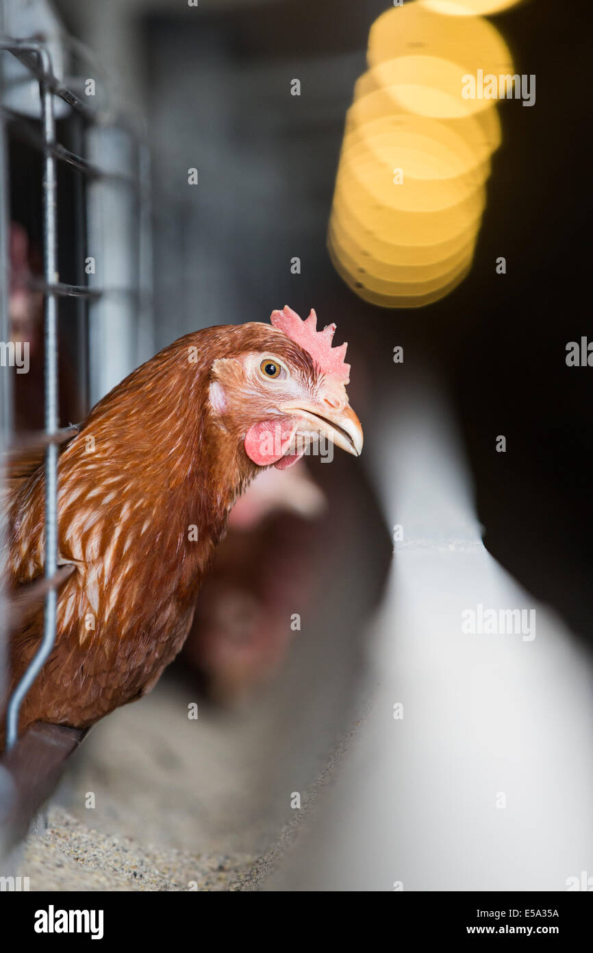 Ritratto di un pollo marrone su una moderna fabbrica di pollame Foto Stock