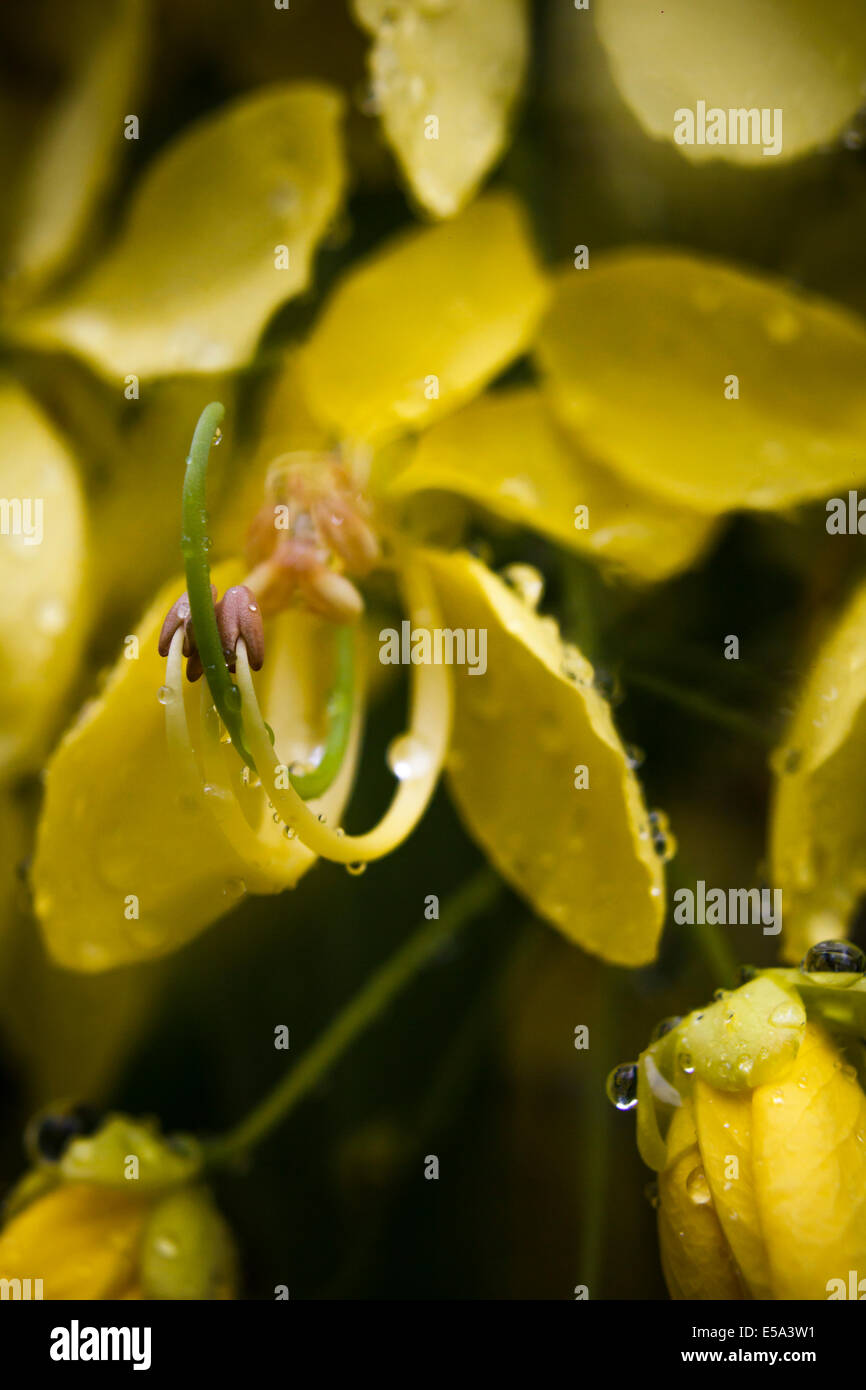 Golden Shower tree flower Foto Stock