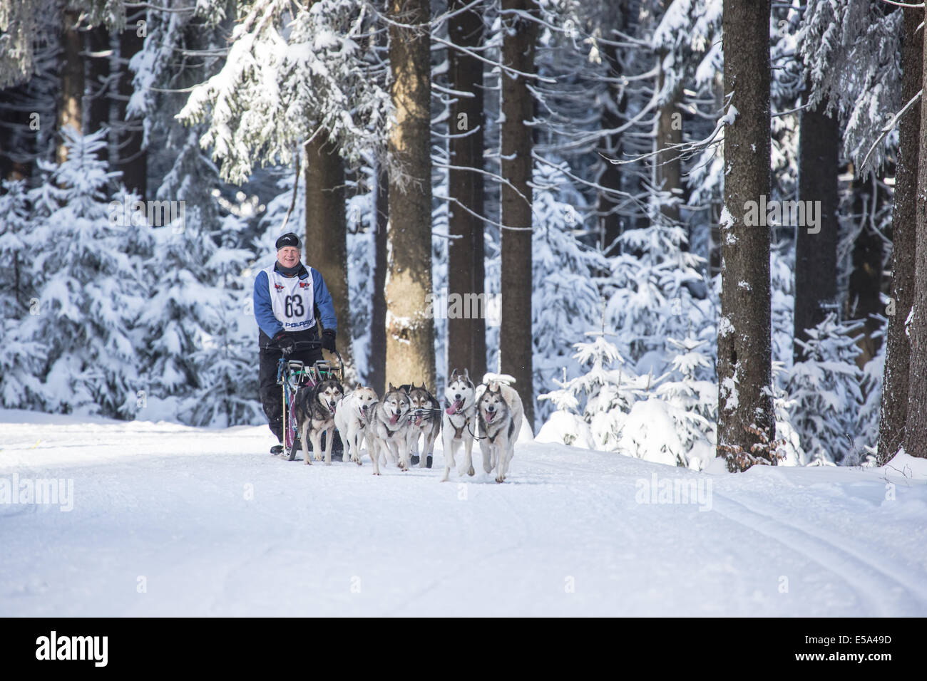 MASSERBERG, Germania - 10 febbraio: Trans Thüringia 2013. L annuale Sled Dog Squadre Gara classi diverse, Masserberg, Thurin Foto Stock