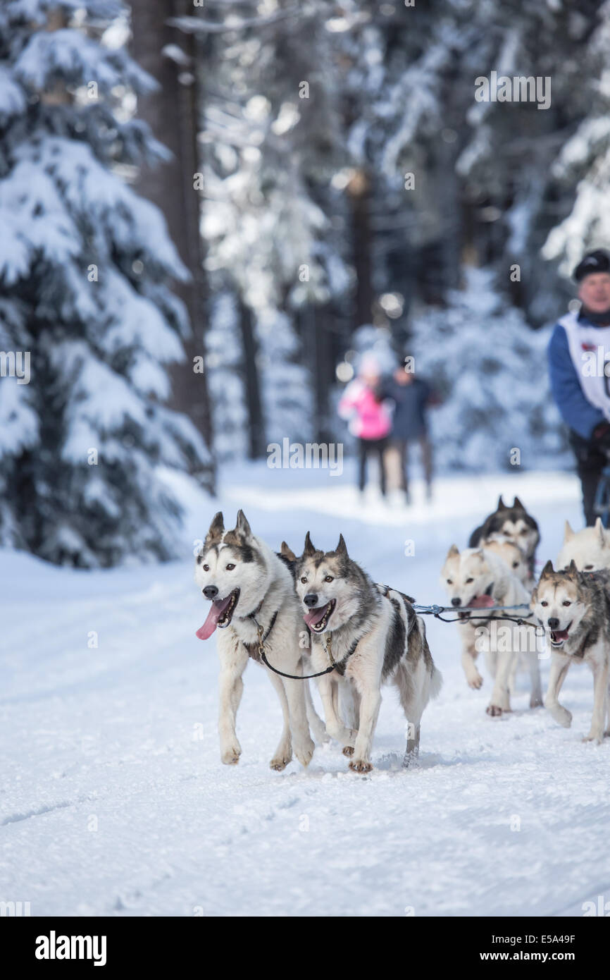 MASSERBERG, Germania - 10 febbraio: Trans Thüringia 2013. L annuale Sled Dog Squadre Gara classi diverse, Masserberg, Thurin Foto Stock