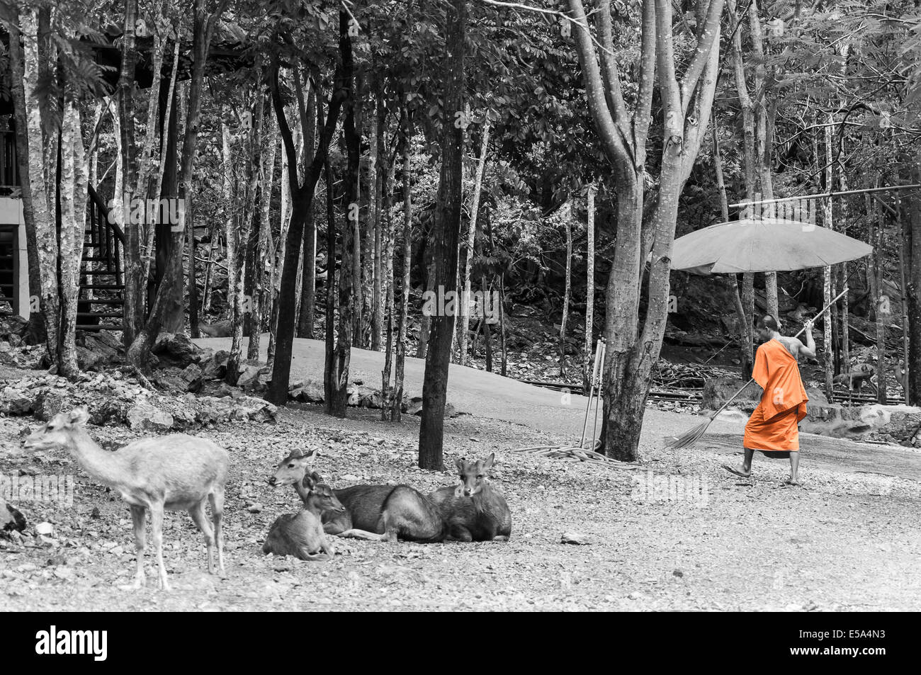 Monaco facendo pulizia quotidiana routine presso il Tempio della tigre in Kanchanaburi, Thailandia. Foto Stock