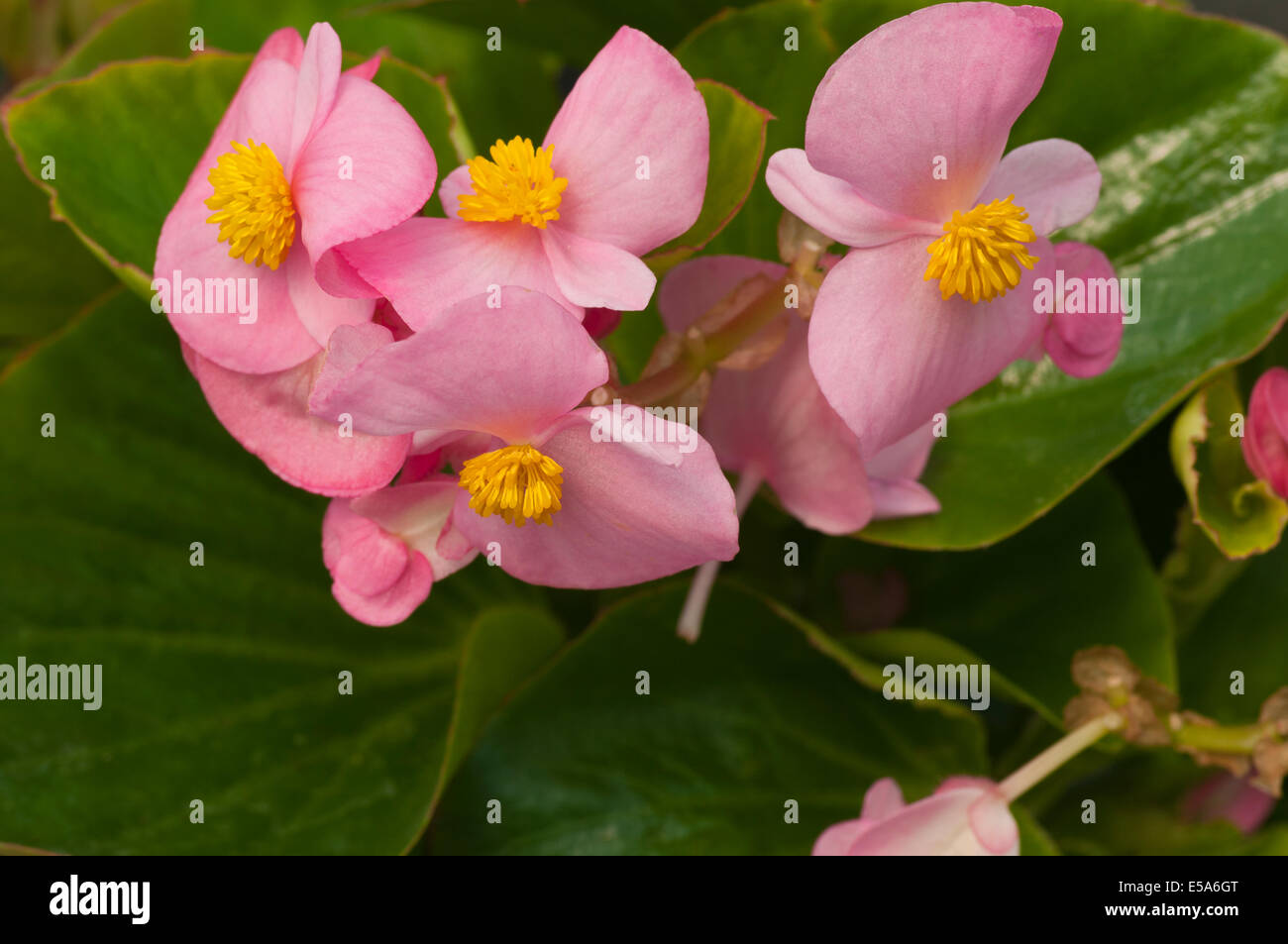 Rosa Begonia Semperflorens comunemente noto come Waxy o fibroso begonie Foto Stock