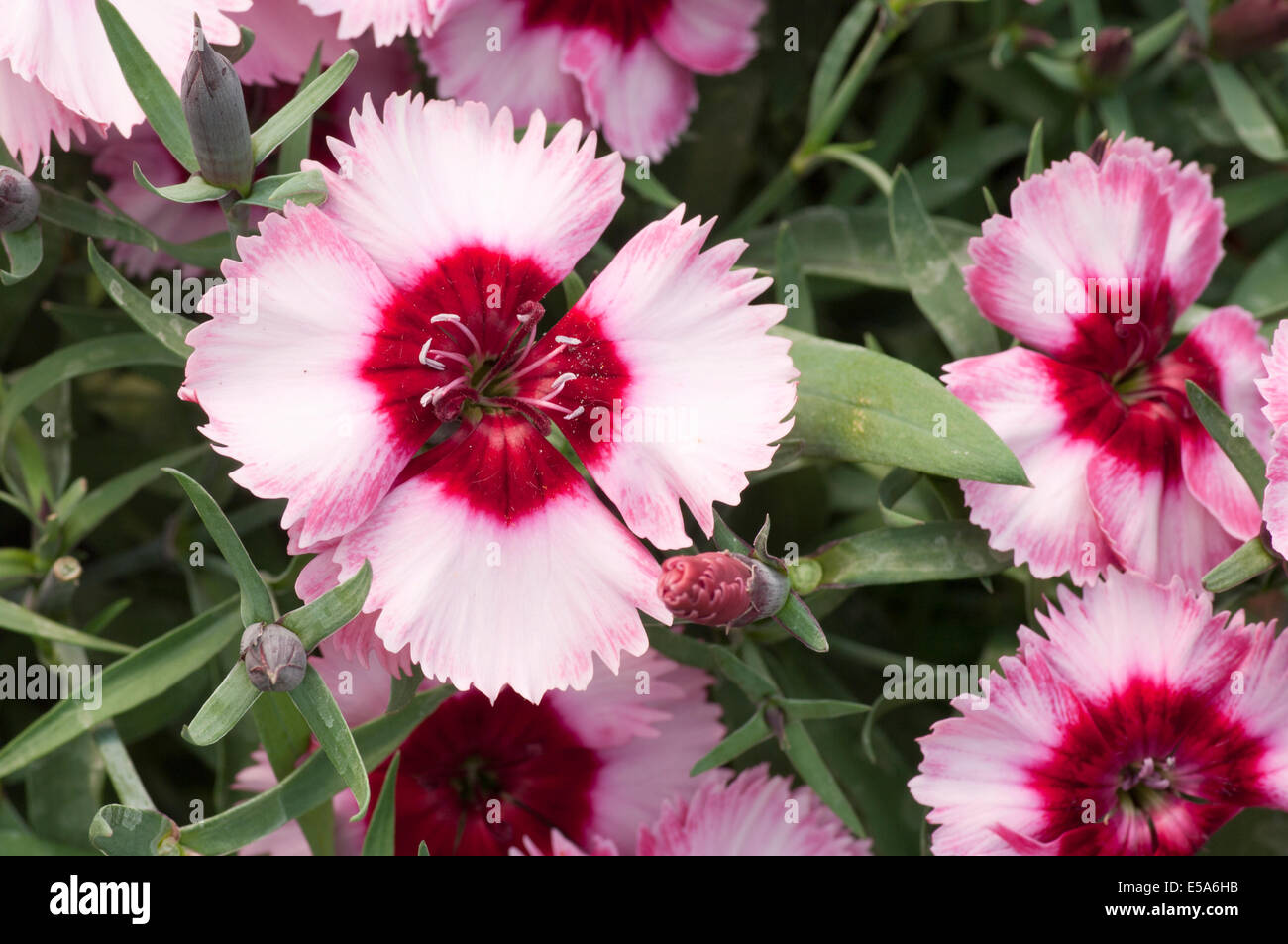 Rosa e Rosso Dianthus caryophyllus Super Parfait Lampone Nome comune rosa Foto Stock