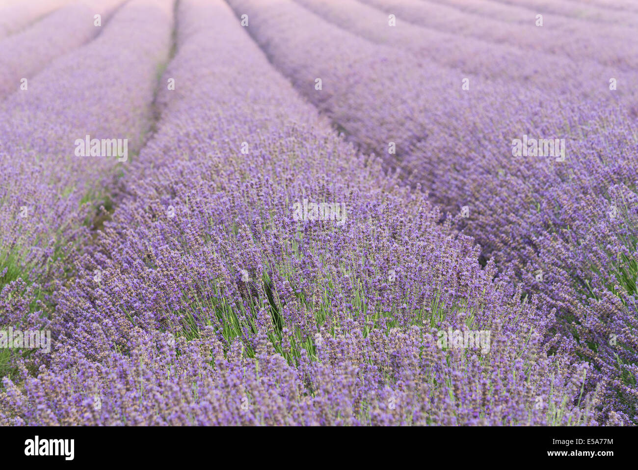 Campo di lavanda righe del blumo in Kent appena pronto per la raccolta di fiori all'alba con un tenue foschia Foto Stock