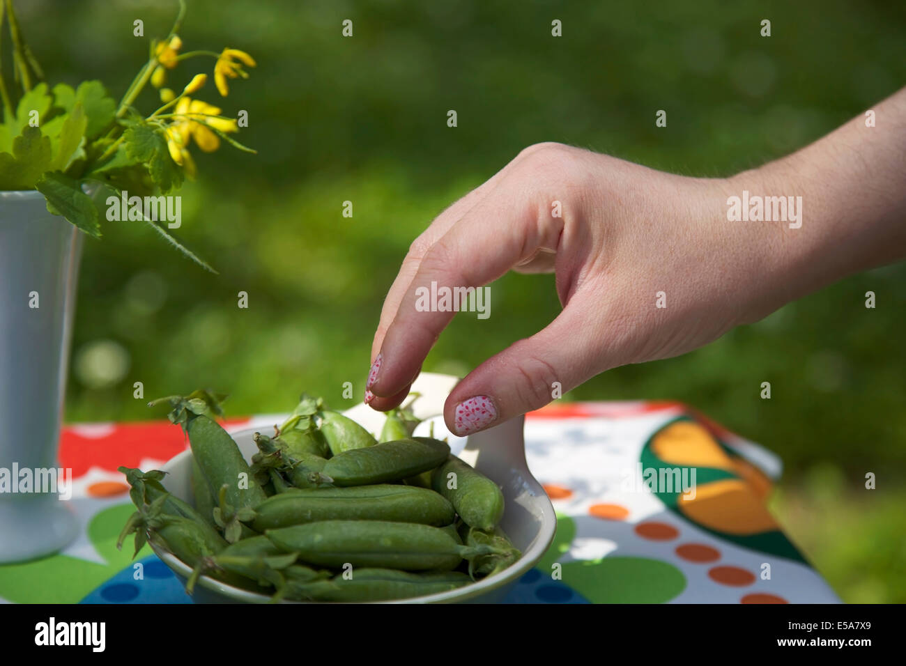 Una donna raccolta un pea pod da una ciotola in estate in Finlandia Foto Stock