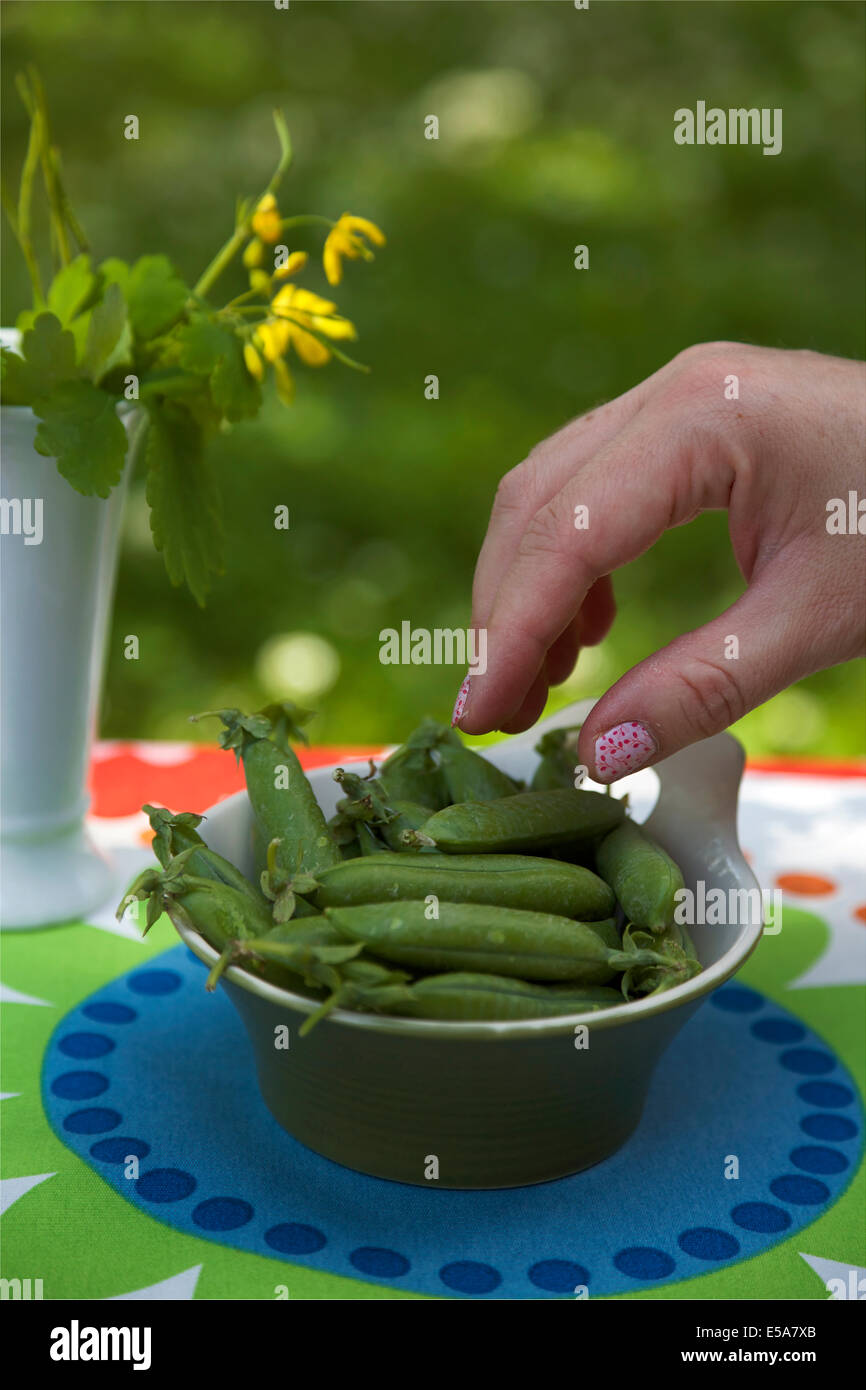 Una donna raccolta un pea pod da una ciotola in estate in Finlandia Foto Stock