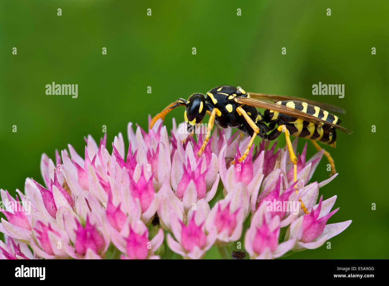 Carta europea Wasp (Polistes dominulus), con un (endoparasite Xenos vesparum) Foto Stock