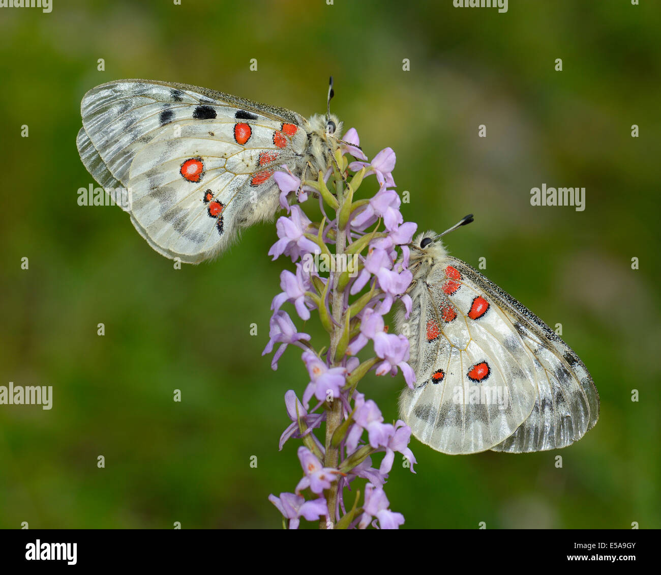 Apollo farfalle (Parnassius apollo), due farfalle in appoggio su un corto-spronato fragrante Orchidea (Gymnadenia odoratissima) Foto Stock