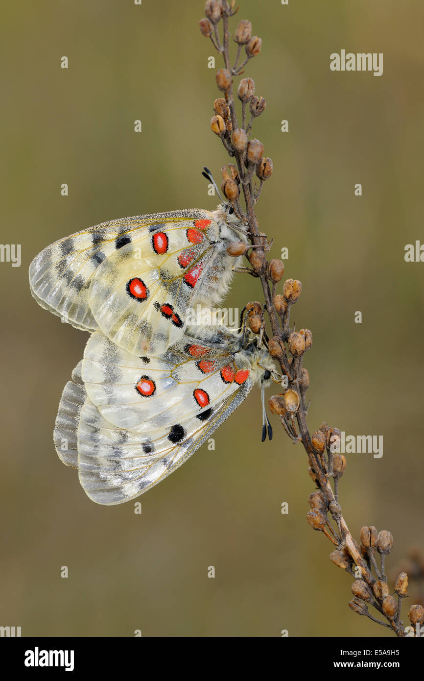 Apollo farfalle (Parnassius apollo), due farfalle coniugata a secco di teste di seme del Comune (acetosa Rumex acetosa) Foto Stock