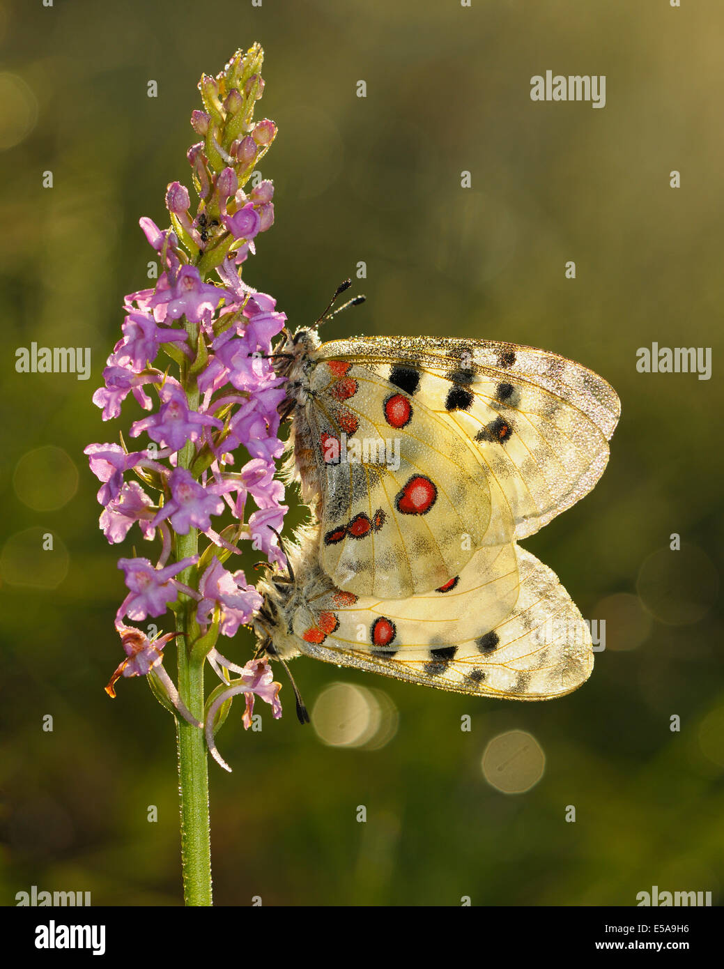 Apollo farfalle (Parnassius apollo), due farfalle coperto con accoppiamento di rugiada su un corto-spronato fragrante Orchidea (Gymnadenia Foto Stock