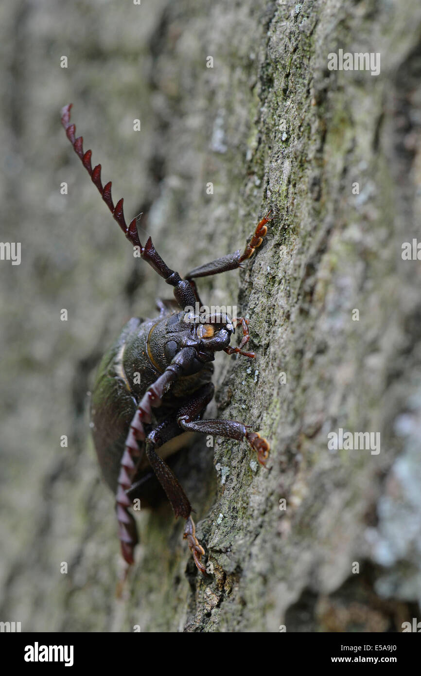 Longicorn nero beetle (Spondylis buprestoides), Emsland, Bassa Sassonia, Germania Foto Stock