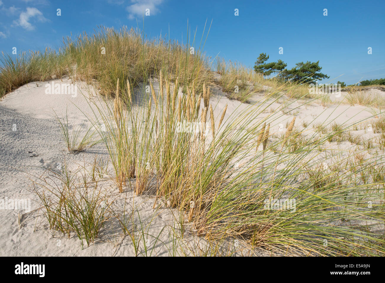 Dune e Beachgrass europea o Unione Marram Grass (Ammophila arenaria), Meclemburgo-Pomerania, Germania Foto Stock