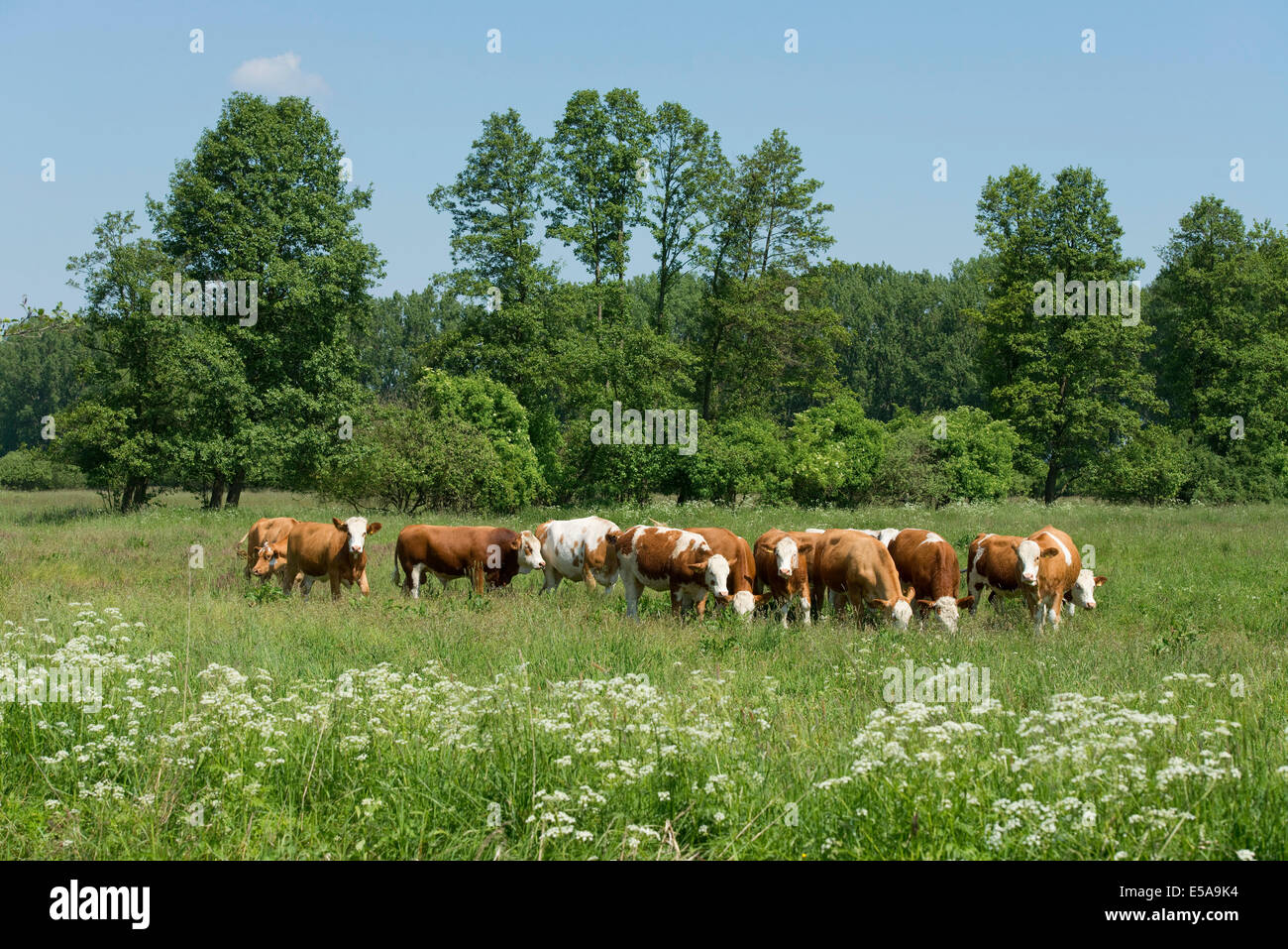 Gli animali domestici della specie bovina (Bos primigenius taurus) di pascolare su un pascolo, Bassa Sassonia, Germania Foto Stock