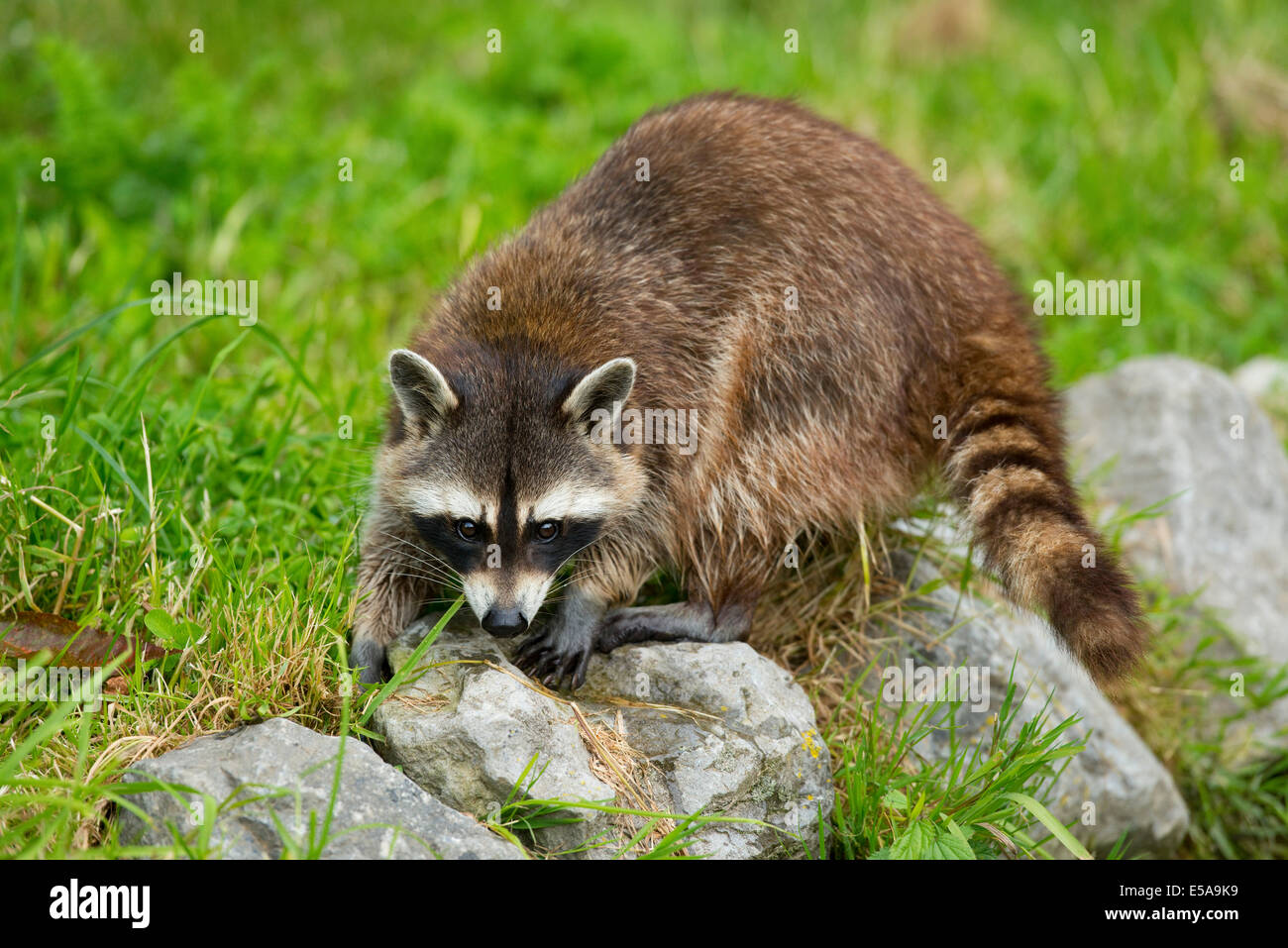 Procione comune, Procione settentrionale o nord america (Procione Procione lotor), captive, Bassa Sassonia, Germania Foto Stock