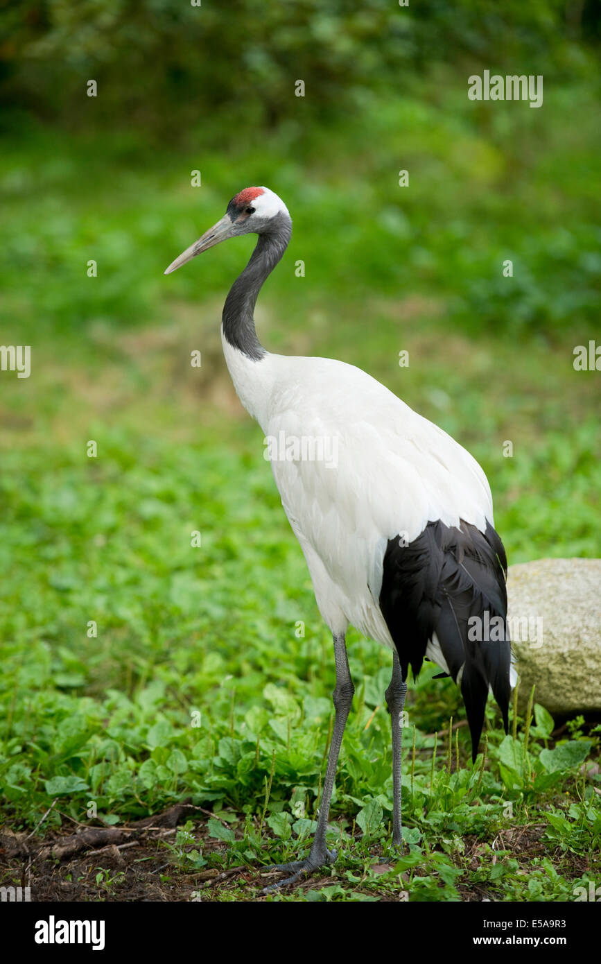 Rosso-Crowned Crane (Grus japonensis), captive, Bassa Sassonia, Germania Foto Stock