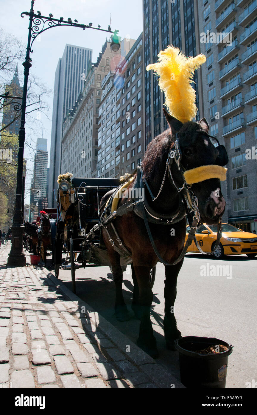 Carrozze trainate da cavalli fuori Plaza Hotel prendendo i visitatori in tour intorno a Central Park e metà Manhattan New York City. Foto Stock