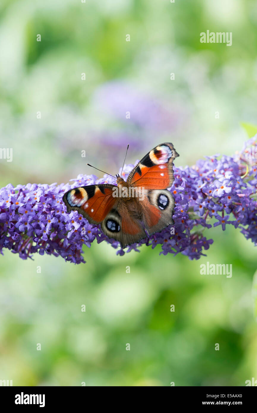 Aglais io. Farfalla pavone su Buddleja fiori in un giardino inglese Foto Stock