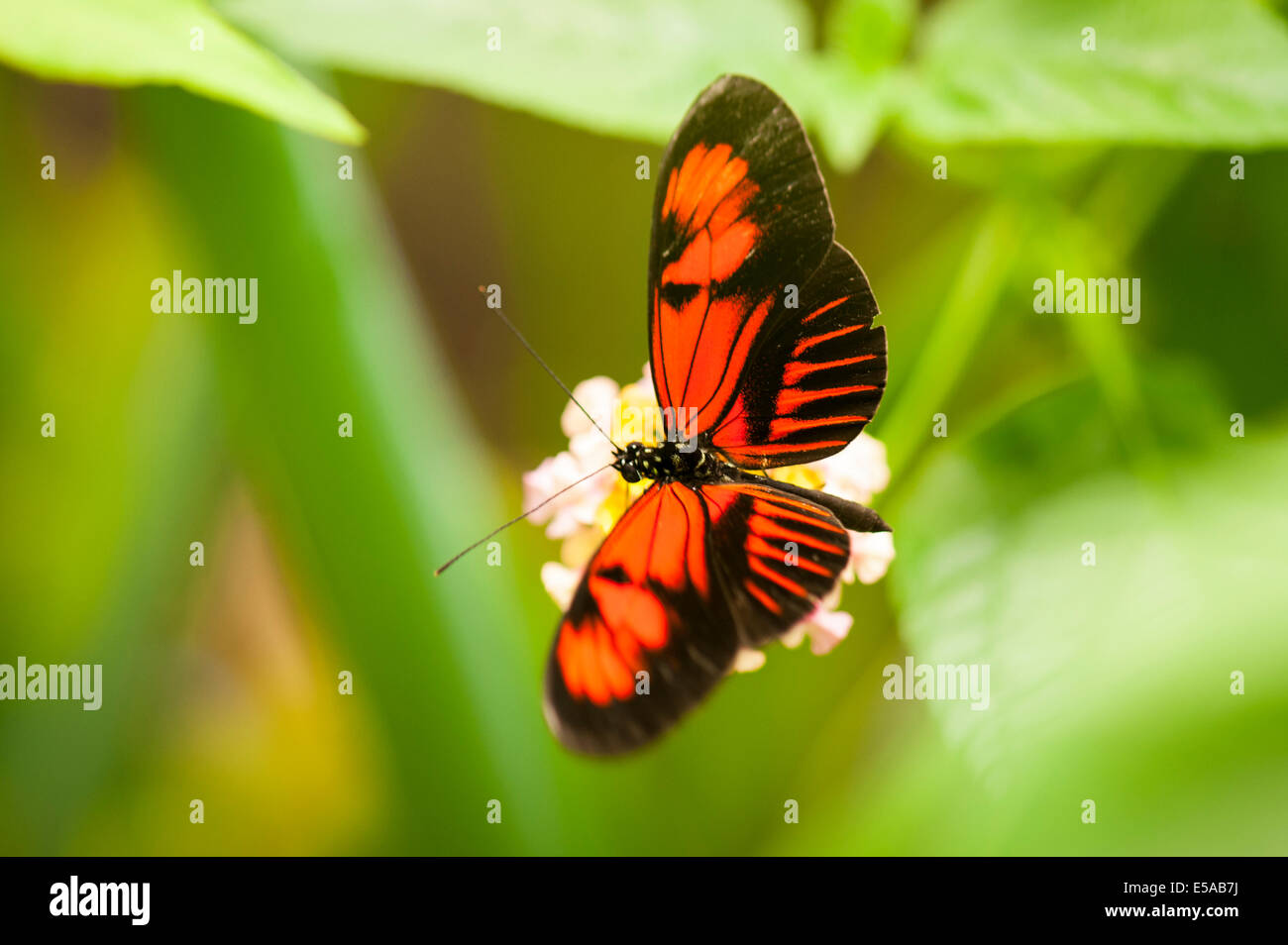 A nord ovest di Londra, Golders Hill Park, casa delle farfalle e insetti insetti, portalettere Common Heliconius Melpomene : Foto Stock