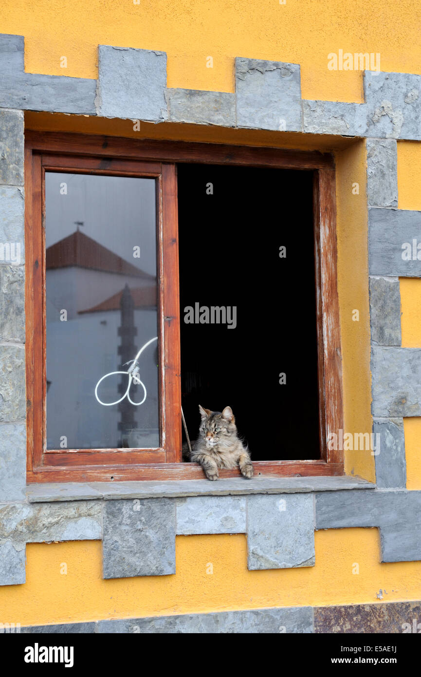 Gatto seduto guardando fuori della finestra aperta Foto Stock