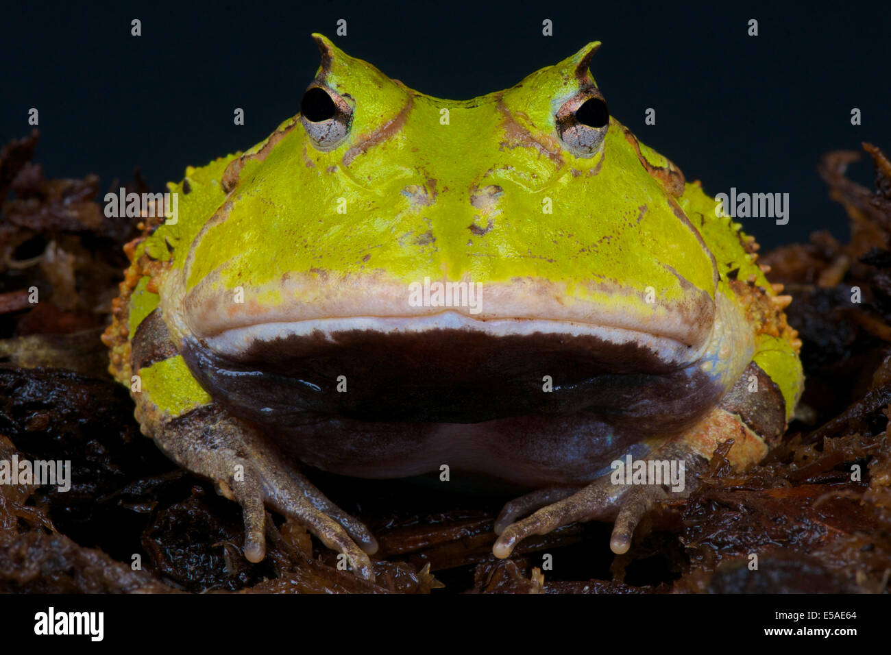 Suriname rana cornuta / Ceratophrys cornuta Foto Stock