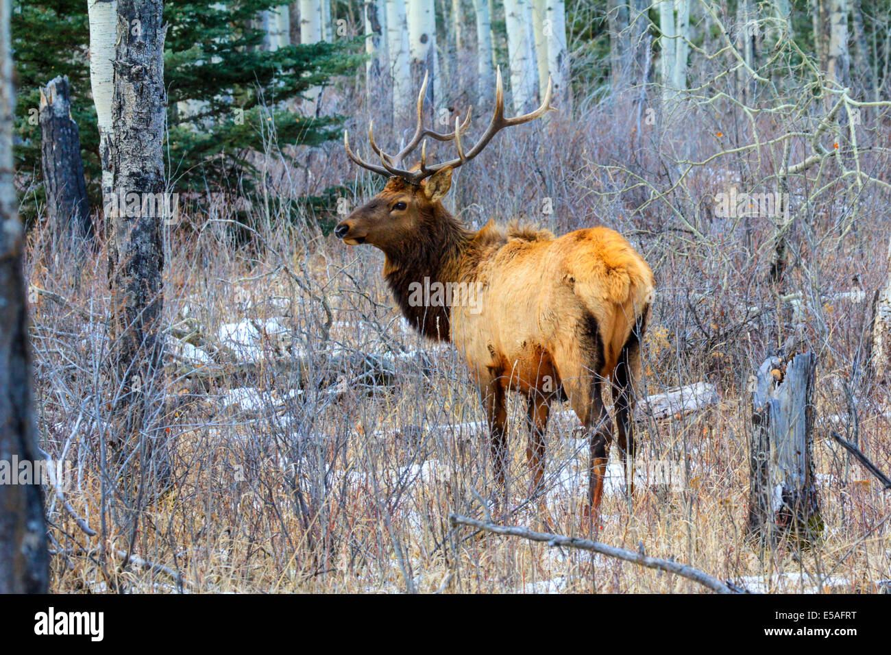 40,914.04394 Bull elk con testa in alto guardando lateralmente, big trophy palchi, stando in piedi in un inverno nevoso e aspen conifera albero foresta con arbusti Foto Stock 40,914.04394 Bull elk con testa in alto guardando lateralmente, big trophy palchi, stando in piedi in un inverno nevoso e aspen conifera albero foresta con arbusti Foto Stock