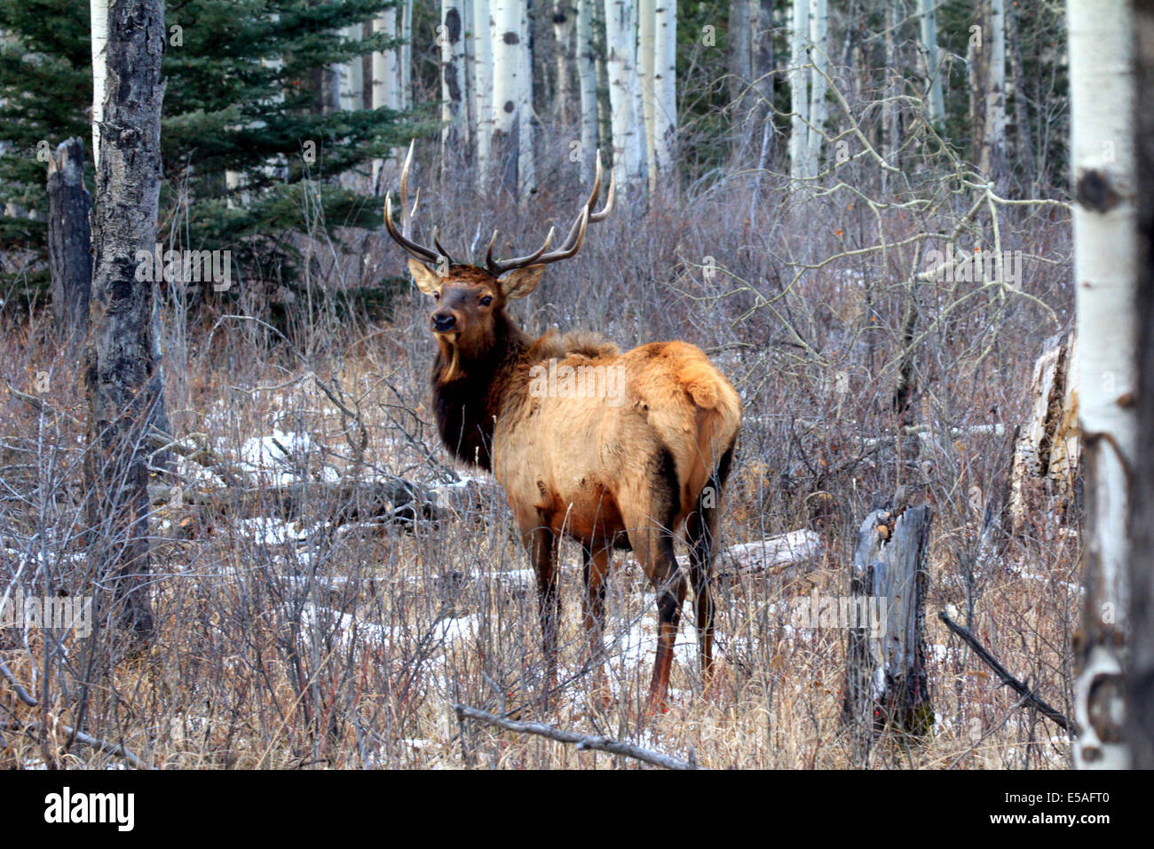 Avviso 40,914.04395 bull elk con testa in alto e il grande trofeo palchi, stando in piedi in un inverno nevoso e aspen conifera albero foresta con arbusti. Foto Stock Avviso 40,914.04395 bull elk con testa in alto e il grande trofeo palchi, stando in piedi in un inverno nevoso e aspen conifera albero foresta con arbusti. Foto Stock