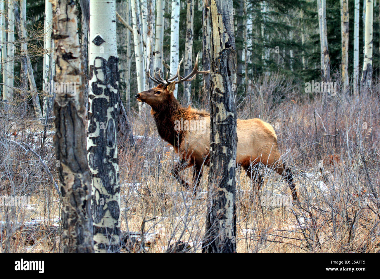 Avviso 40,914.04400 bull elk con testa in alto e camminare in un aspen e conifera albero foresta, mostrando cicatrizzato tronchi' in bianco e nero corteccia. Foto Stock