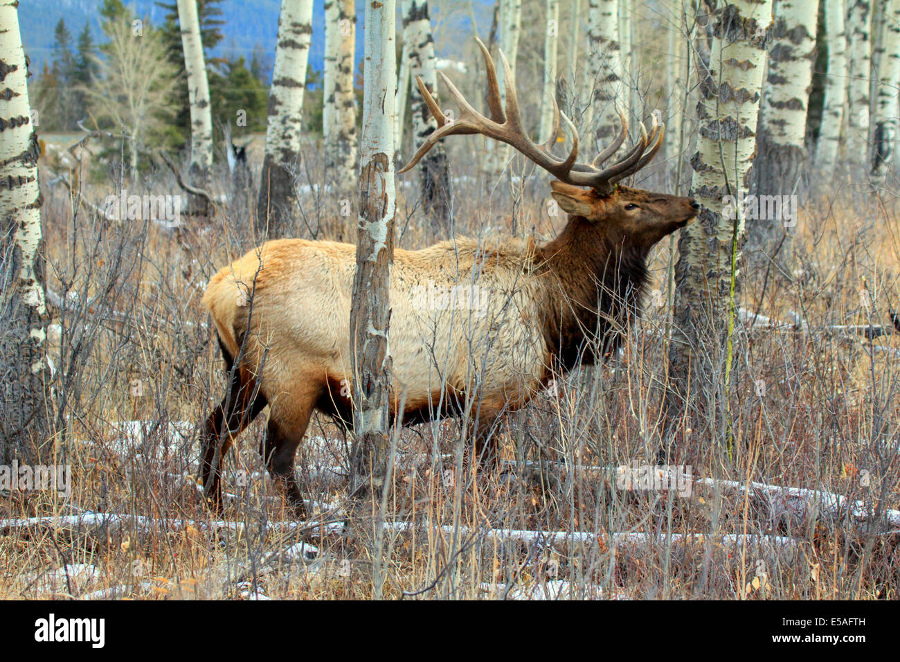 40,914.04463 Bull elk con enormi corna di cervo in Aspen forest, mostrando tronchi d albero' in bianco e nero di corteccia Foto Stock
