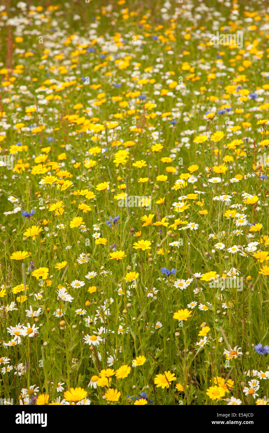 Fiori selvatici che crescono in un campo. Foto Stock