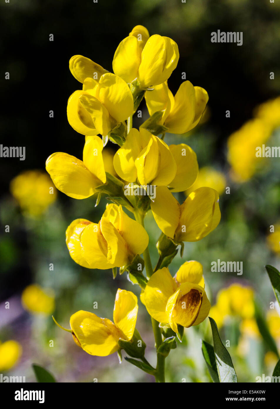 Thermopsis rhombifolia; Golden Banner; Fabaceae; famiglia di pisello; fiori selvatici in fiore, Central Colorado, STATI UNITI D'AMERICA Foto Stock