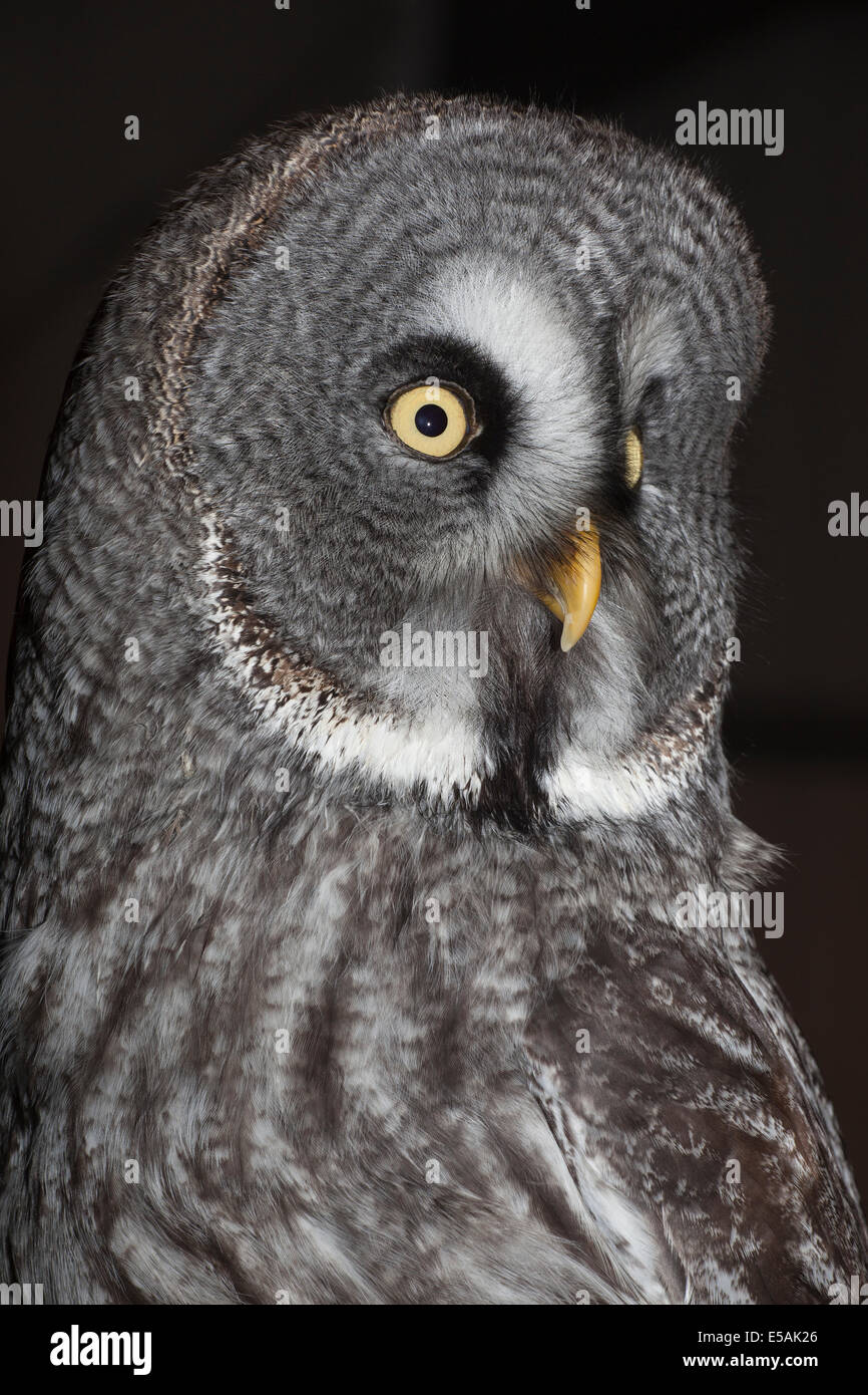 Il grande grigio Allocco (Strix nebulosa) a riposo, guardando a sinistra. Foto Stock