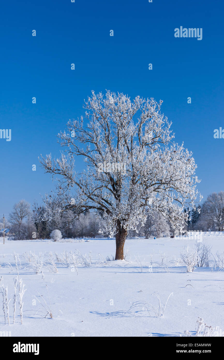 Albero, ricoperta di brina gelo contro un cielo blu Foto Stock