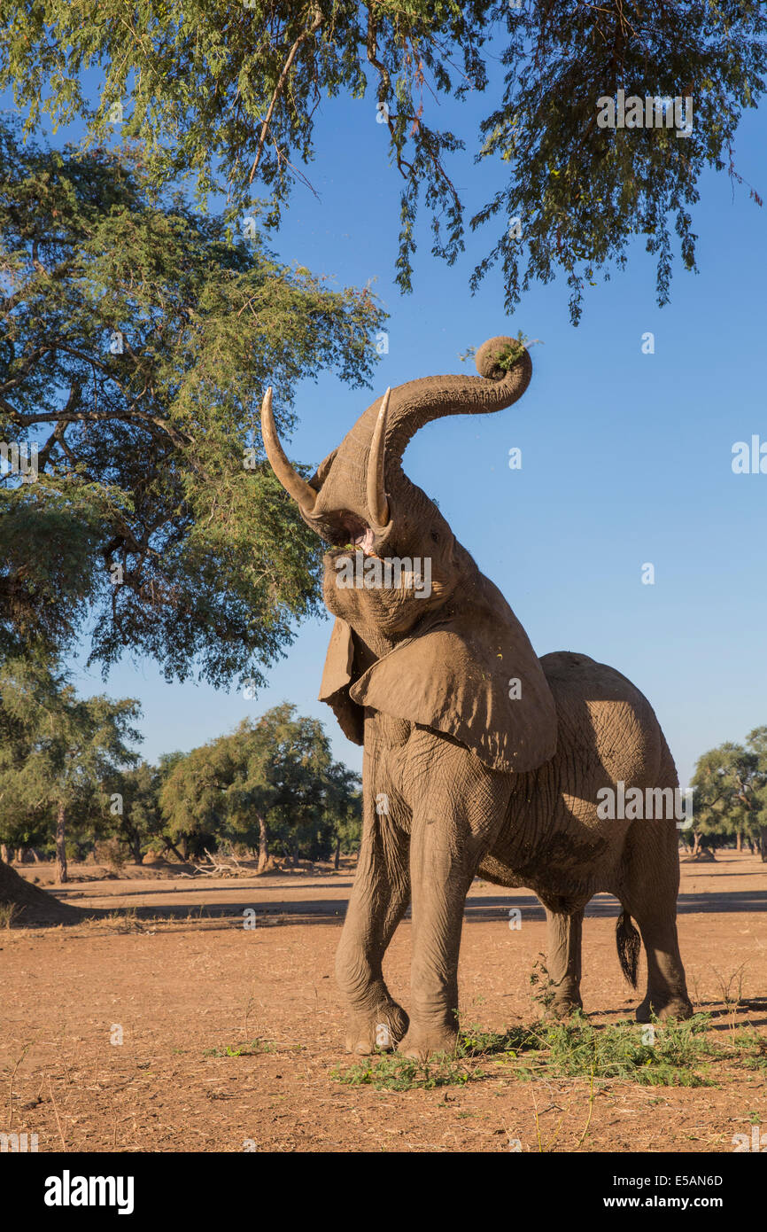 Elefante africano tirando verso il basso i rami Foto Stock