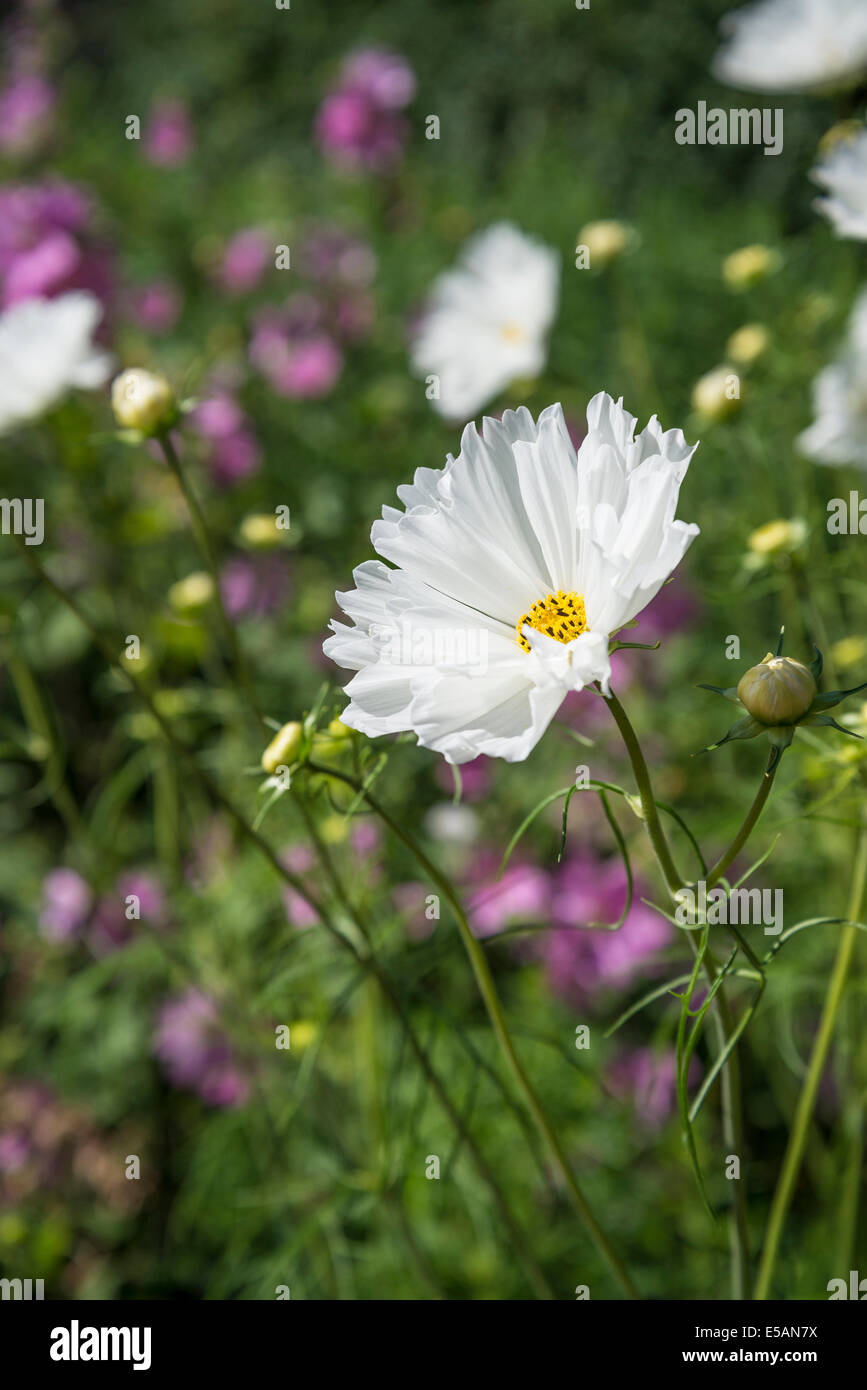 Cosmos bipinnatus o messicano aster Foto Stock