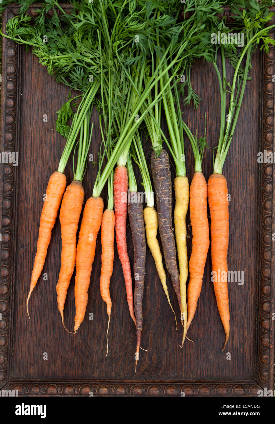 Patrimonio organico carote Foto Stock