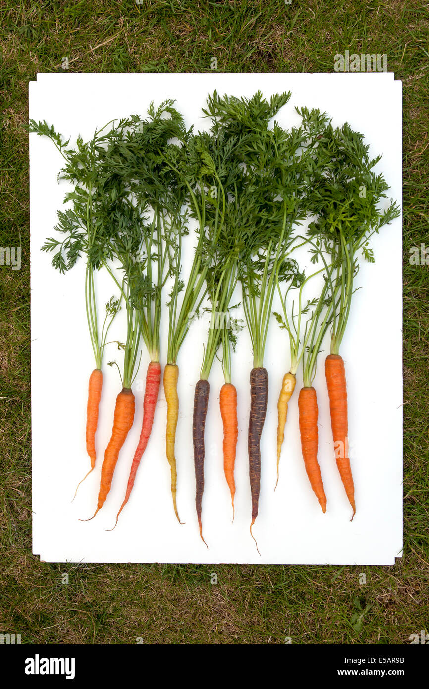 Patrimonio organico carote Foto Stock