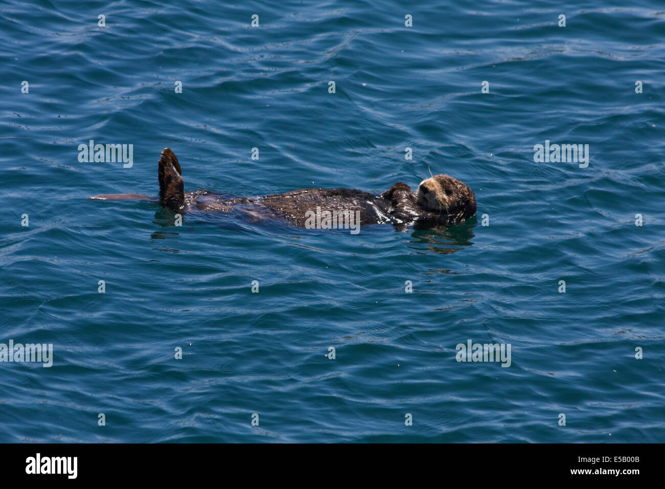 Una Lontra di mare galleggianti intorno al Monterey Bay vicino a Fisherman Wharf Foto Stock