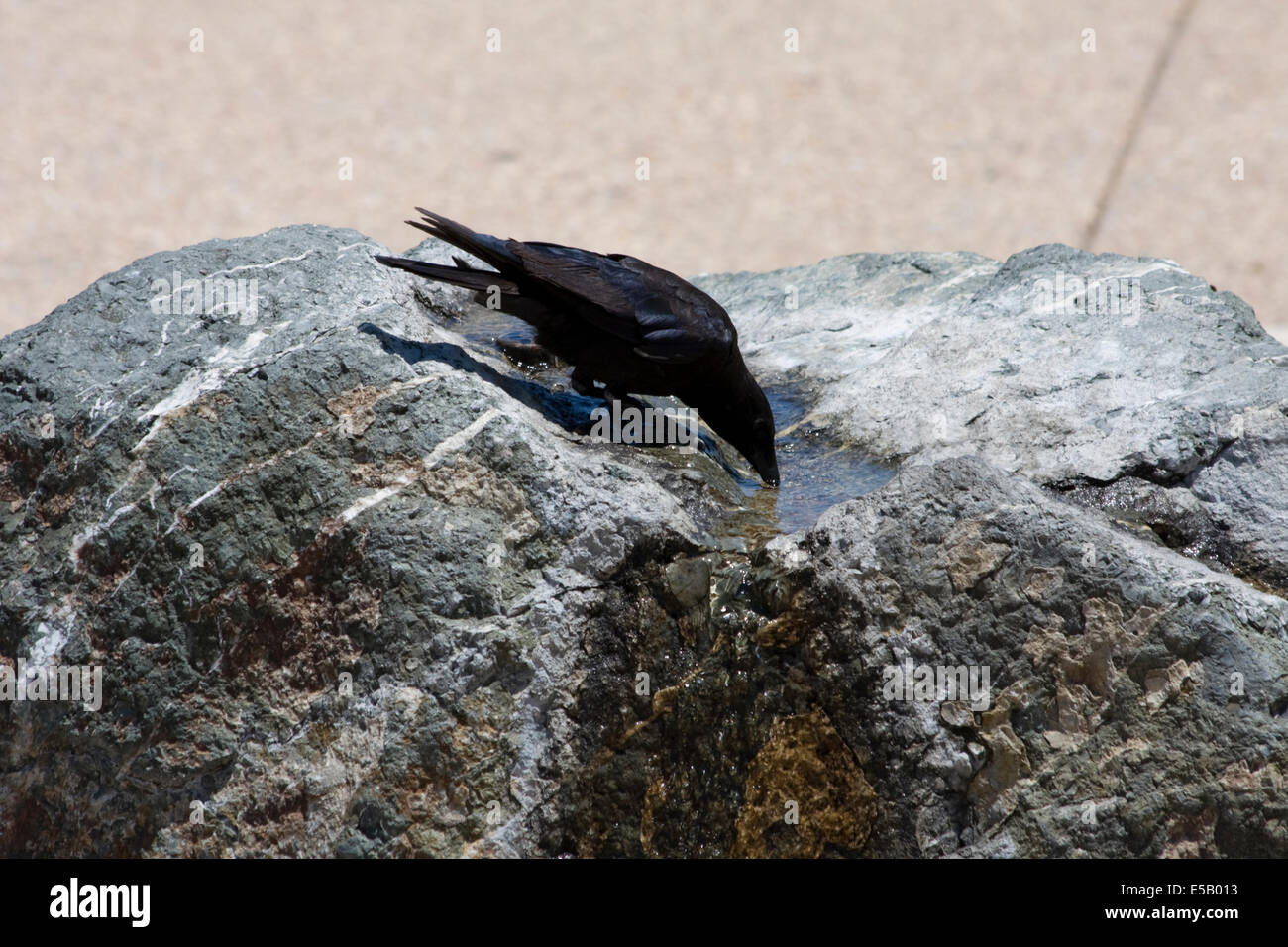 Un corvo prendendo un drink di acqua da una fontana di pietra a Monterey in California Foto Stock