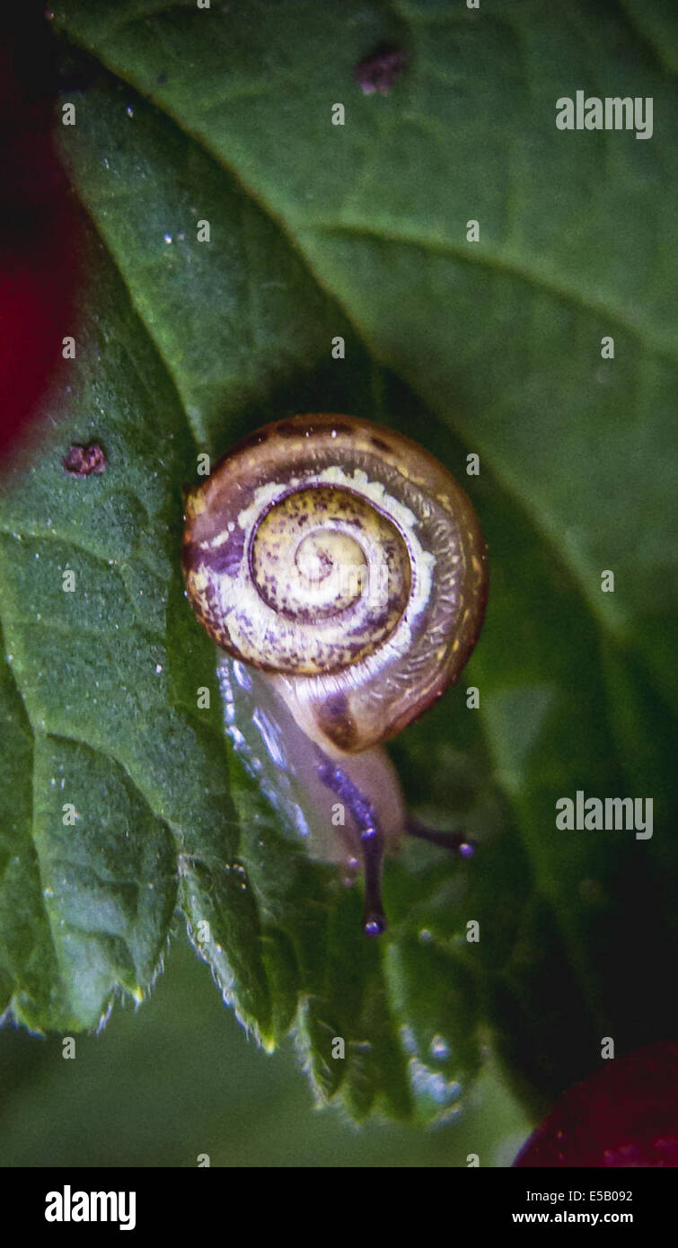 Snail fruticicola Foto Stock