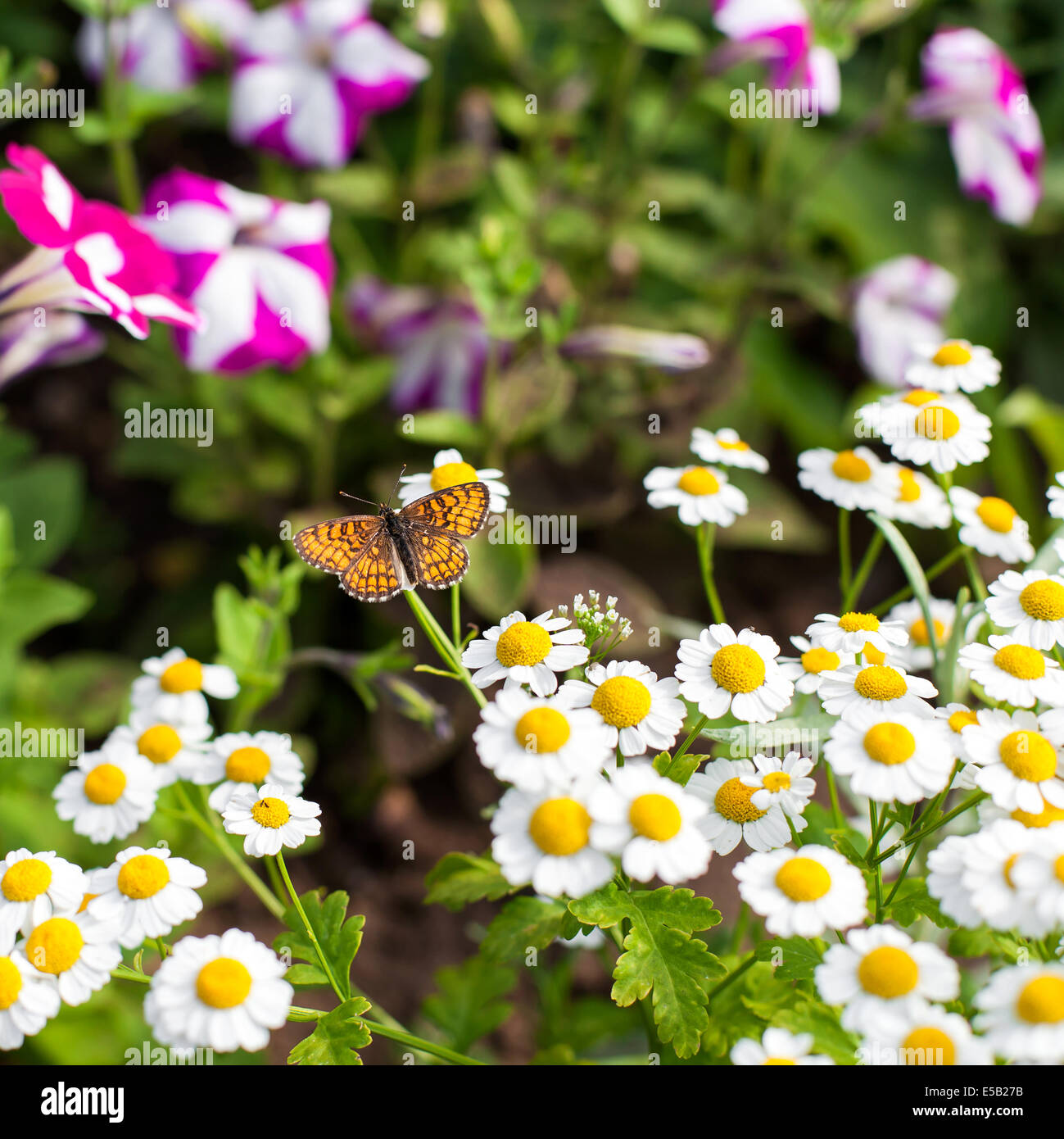 Farfalla sulla camomilla in giardino Foto Stock