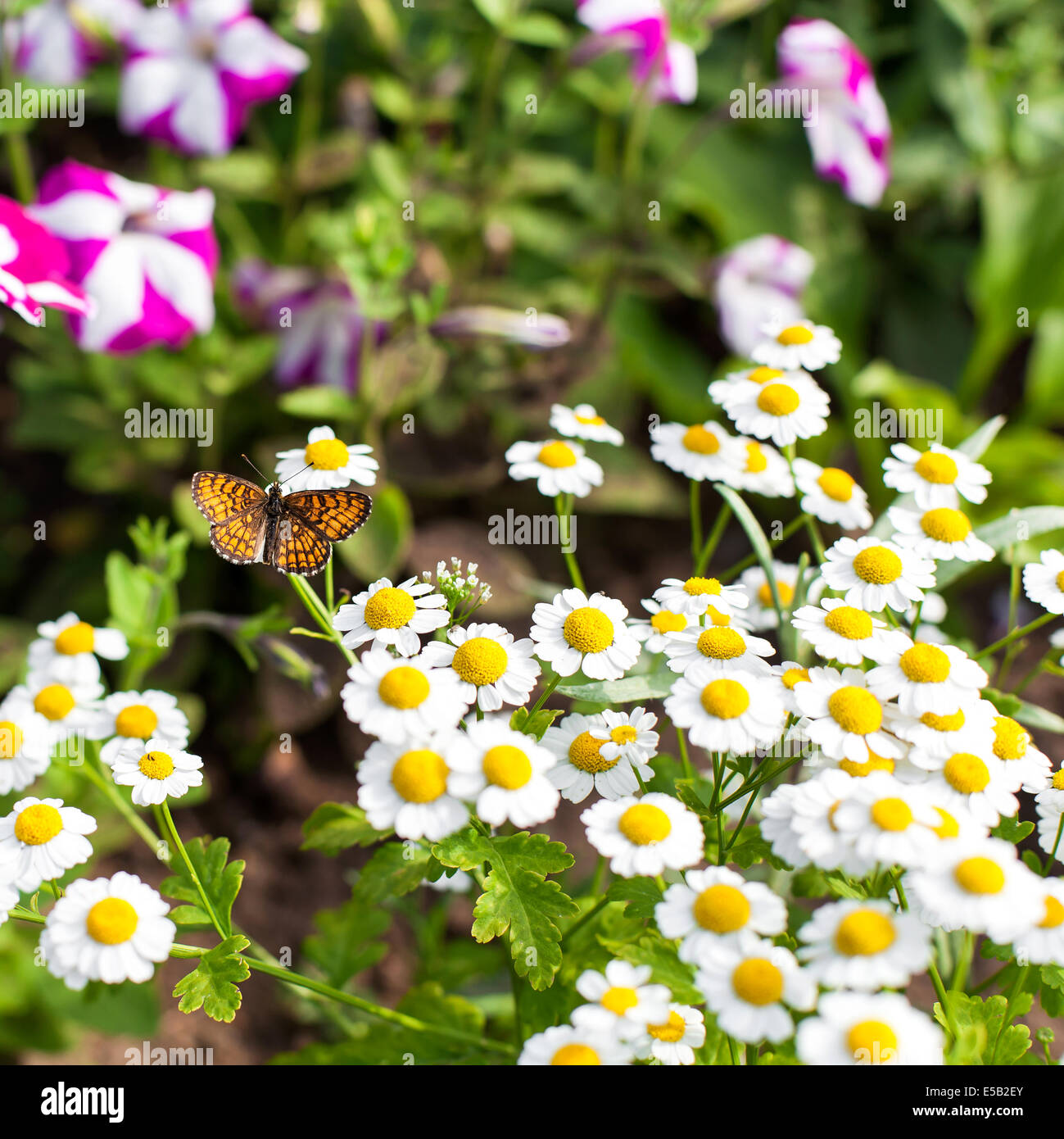 Farfalla sulla camomilla in giardino Foto Stock