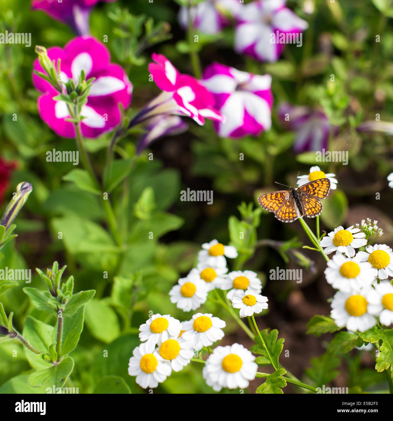 Farfalla sulla camomilla in giardino Foto Stock