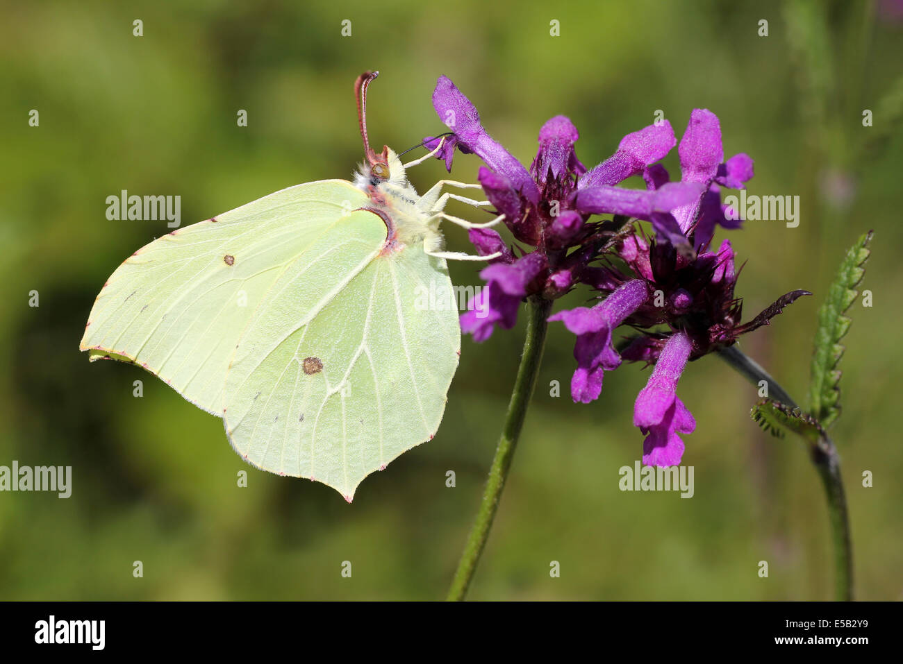 Brimstone Gonepteryx rhamni alimentazione su Betony Stachys officinalis Foto Stock