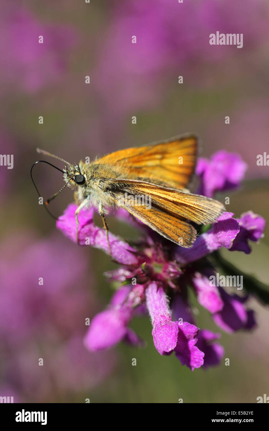 Piccola Skipper Thymelicus sylvestris su Betony Foto Stock