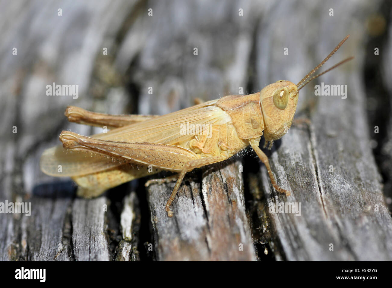 Campo comune Grasshopper Chorthippus brunneus forma pallido Foto Stock