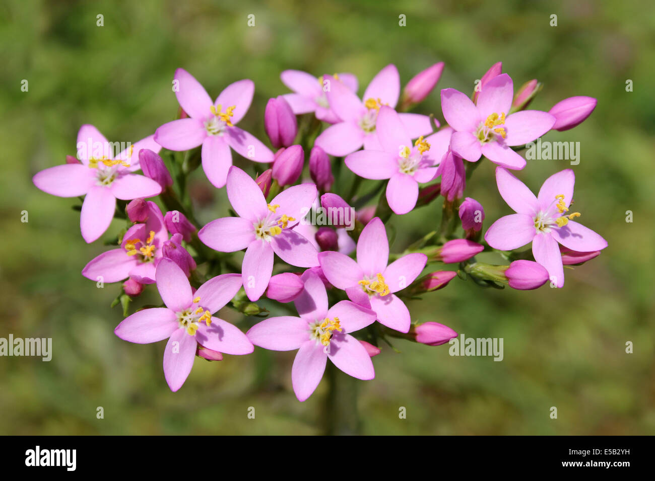 Common Centaury Centaurium erythraea Foto Stock